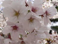 die Kirschblüte