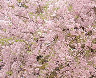 die Kirschblüte